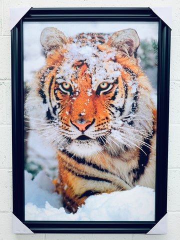 24"x36" Siberian Tiger In Snow