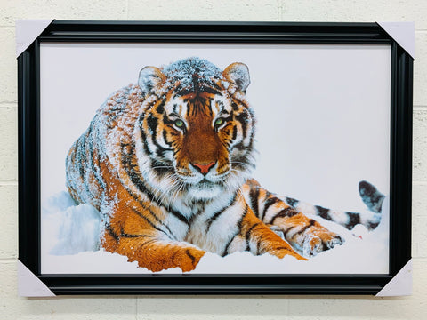 24"x36" Siberian Tiger On Snow